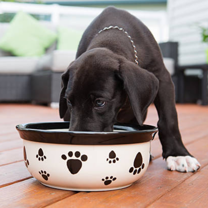 Food & Water Bowls