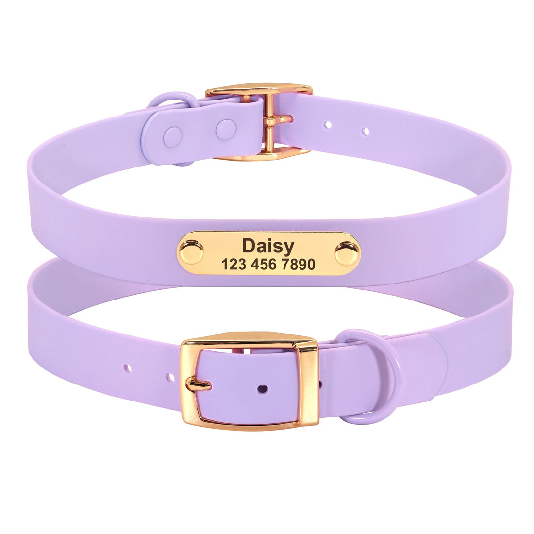 Collar Leash Medium Dog Teddy